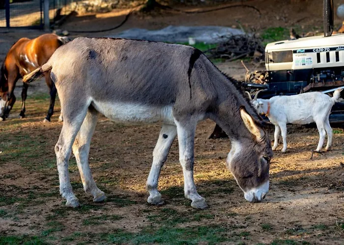Cascina Trevo Agroturismo